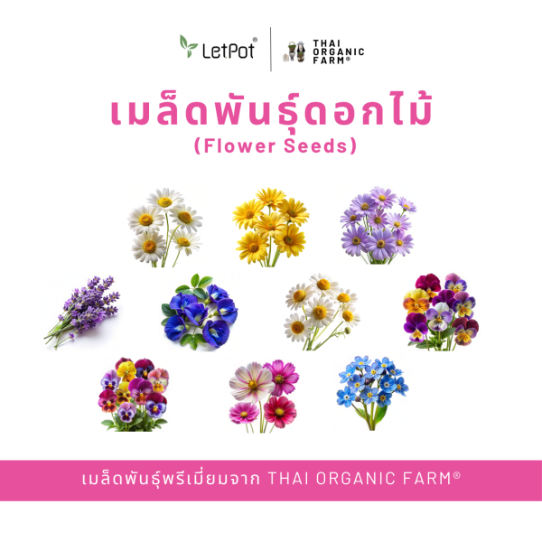 เมล็ดพันธุ์สมุนไพรพรีเมี่ยม THAI ORGANIC FARM® - Image 4