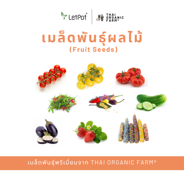 เมล็ดพันธุ์สมุนไพรพรีเมี่ยม THAI ORGANIC FARM® - Image 3