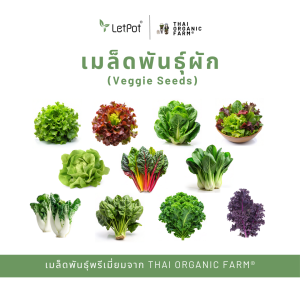 เมล็ดพันธุ์ผักพรีเมี่ยม THAI ORGANIC FARM®