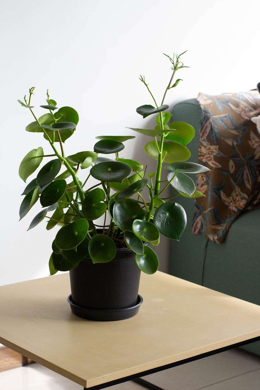 peperomia polybotrya